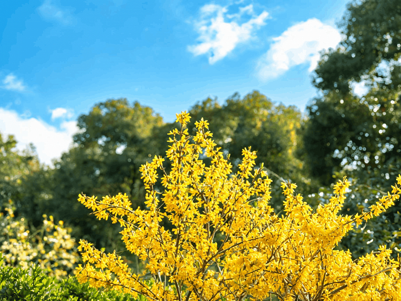 Форзиция жёлтая (Forsythia intermedia) 