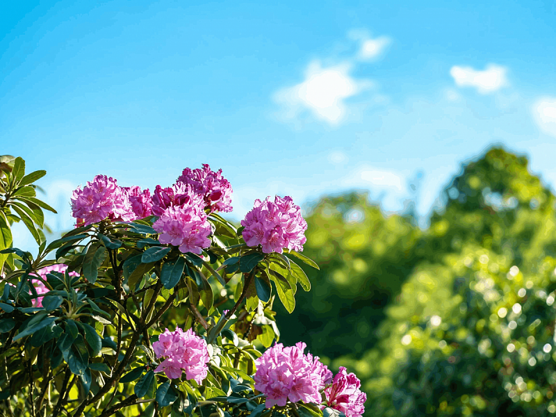 Рододендрон (Rhododendron)