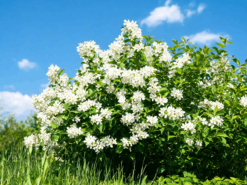Чубушник (Philadelphus coronarius)
