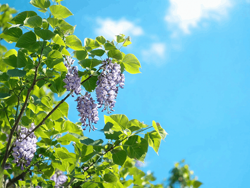Павлония (Paulownia)