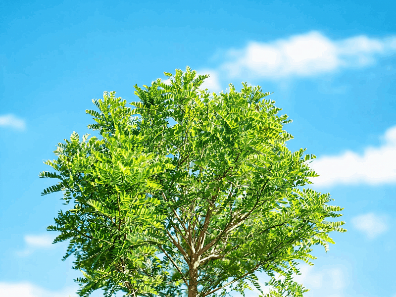 Акация (Карагана древовидная) (Caragana arborescens) 