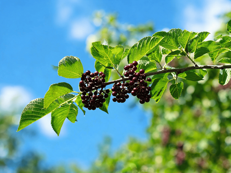 Черёмуха виргинская (Prunus virginiana)