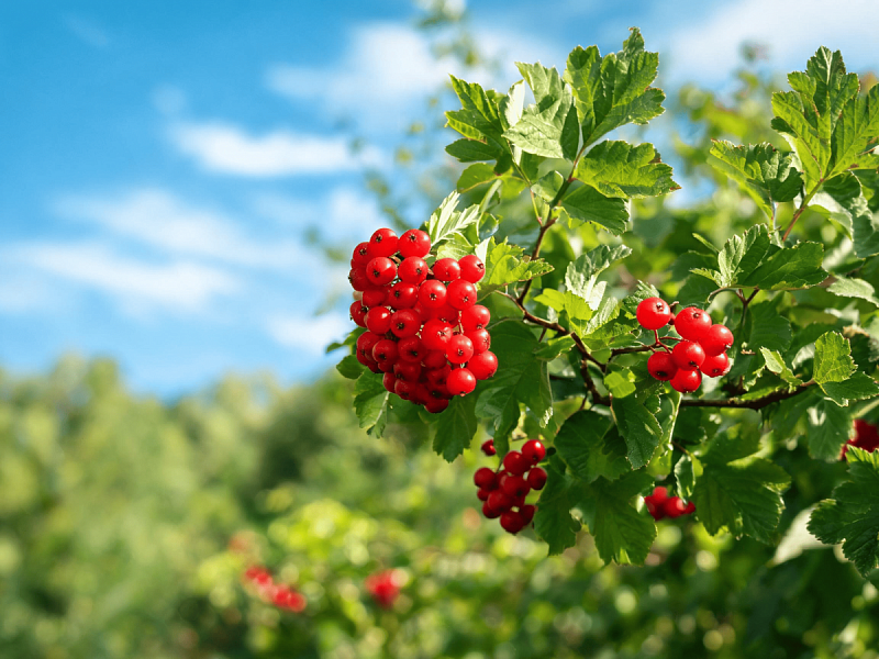 Калина обыкновенная (Viburnum opulus)