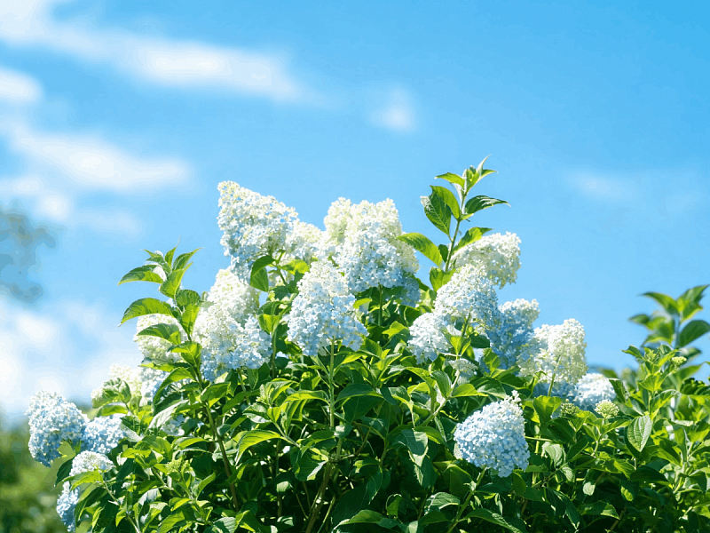 Гортензия метельчатая (Hydrangea paniculata)