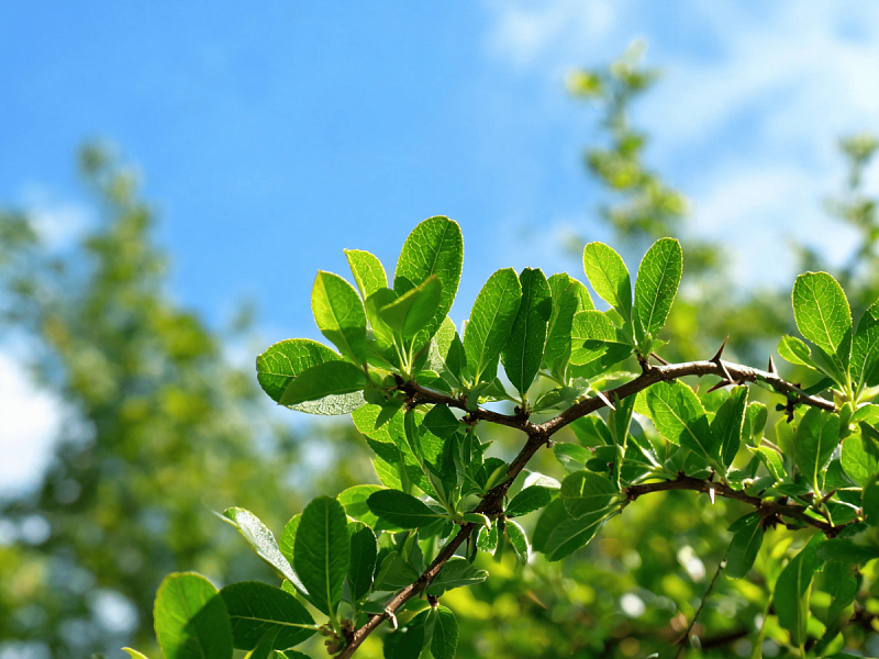 Барбарис обыкновенный (Berberis vulgaris)