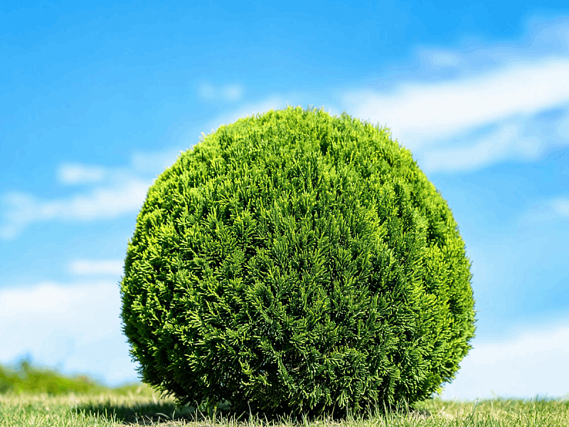 Туя шаровидная (Thuja orientalis 'Globosa')