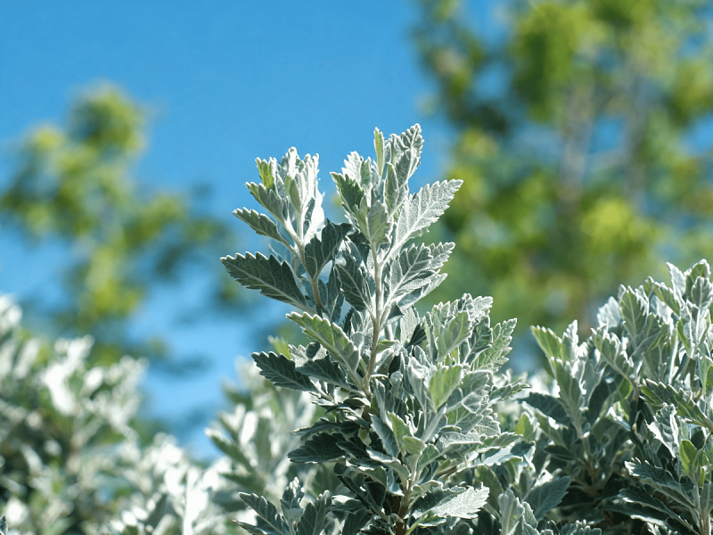 Спирея серая (Spiraea cinerea)