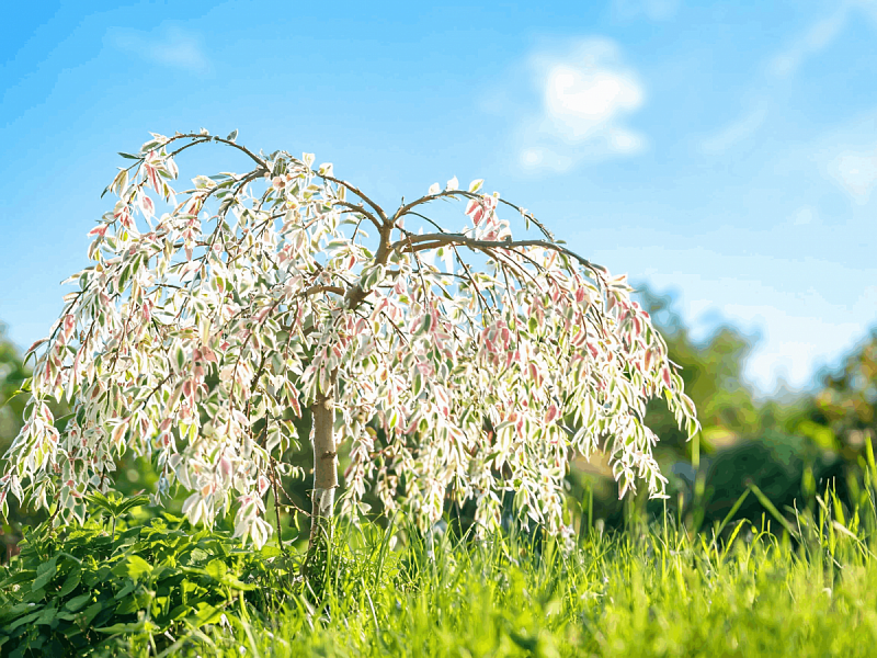 Ива шаровидная (Salix integra 'Hakuro-Nishiki') 