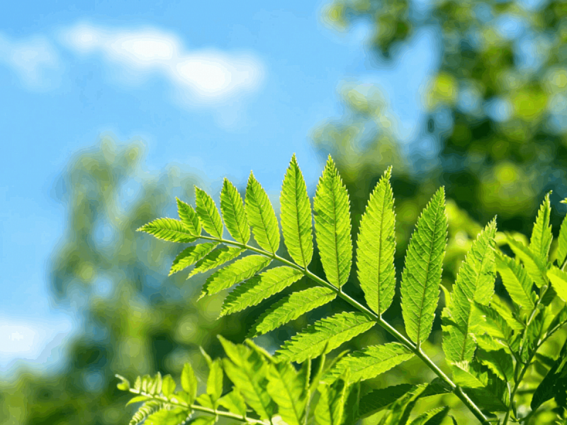 Рябинник рябинолистный (Sorbaria sorbifolia)
