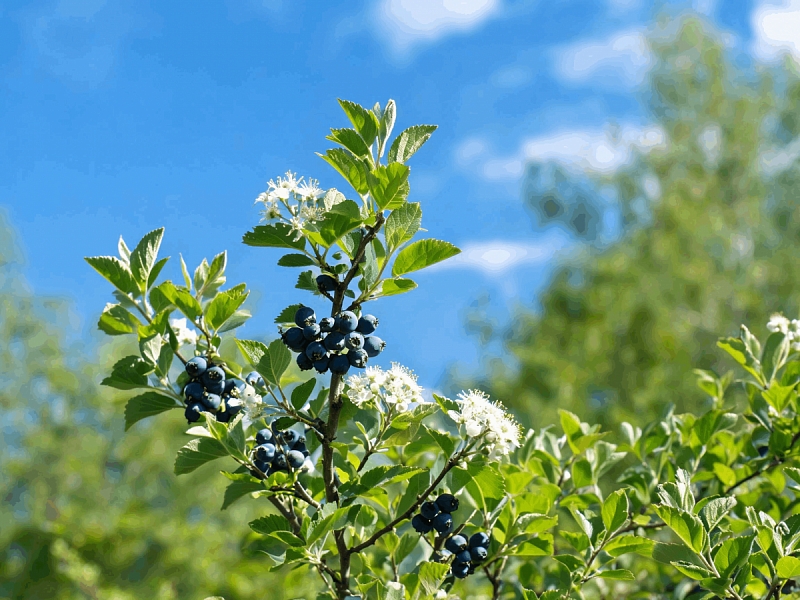 Пузыреплодник (Amelanchier alnifolia) 