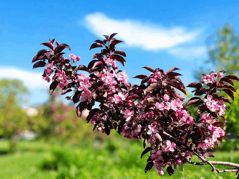 Яблоня Роялити (Malus Royalty) 