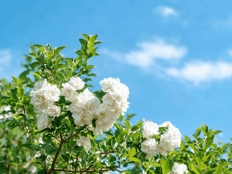 Чубушник махровый (Philadelphus grandiflorus)