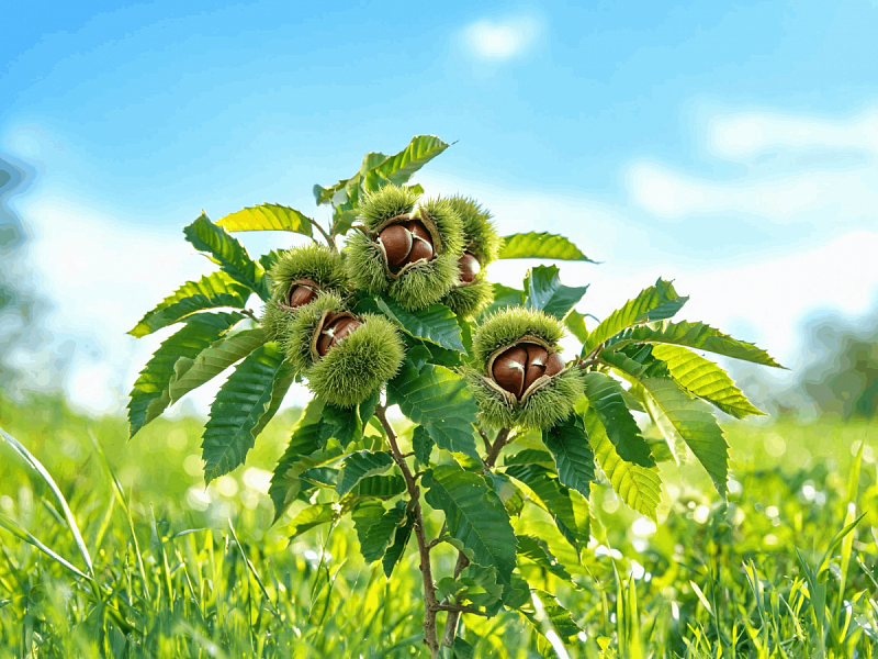 Каштан (Castanea sativa)