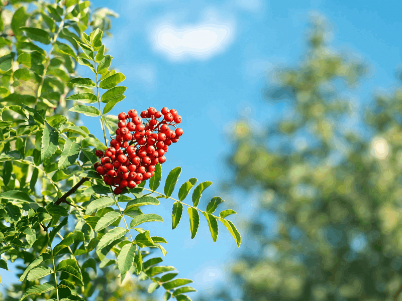  Рябина обыкновенная (Sorbus aucuparia)
